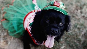 Las imágenes del concurso navideño para perros en Lima