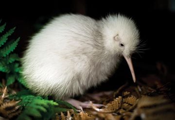 La selección de Nueva Zelanda es conocida como ‘Los Kiwis’ esto se debe a que el kiwi es un pájaro sin alas que fue el símbolo para el ejército neozelandés en la Segunda Guerra Mundial, y que ahora se ha adoptado como el emblema de la nación.
