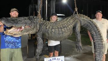 Cazan a un cocodrilo gigante en Estados Unidos durante el primer fin de semana de la temporada anual de caza de cocodrilos en Carolina del Sur.