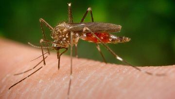 Imagen del mosquito Aedes japonicus, causante de los casos del Virus del Nilo en Espa&ntilde;a.