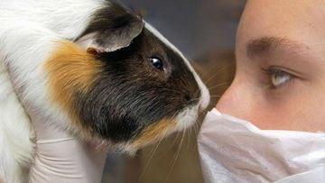 Se prohibirán las pruebas de productos domésticos en animales 