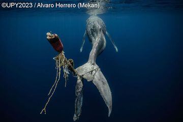 Una ballena jorobada muriendo por las cuerdas y boyas enganchadas en su cola, que la inutilizan por completo.