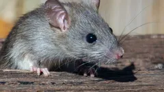 El gusano pulmonar de la rata llega a España: puede causar meningitis