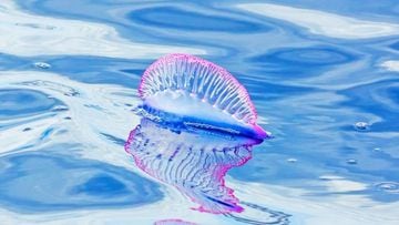 Qué es la carabela portuguesa? así es la medusa venenosa que apareció en  Yucatán - AS México
