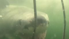 Un tibur&oacute;n blanco chocando contra un barrote de una jaula para el buceo con la boca abierta. En Seal Island (Sud&aacute;frica) el 9 de diciembre del 2021. 