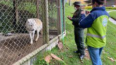 Personal de Cornare hace exámenes al perro lobo en Antioquia