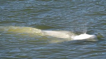 A beluga whale is seen swimming up France's Seine river, near a lock in Courcelles-sur-Seine, western France on August 5, 2022. - The beluga whale appears to be underweight and officials are worried about its health, regional authorities said. The protected species, usually found in cold Arctic waters, had made its way up the waterway and reached a lock some 70 kilometres (44 miles) from Paris. The whale was first spotted on August 2, 2022 in the river that flows through the French capital to the English Channel, and follows the rare appearance of a killer whale in the Seine just over two months ago. (Photo by Jean-François MONIER / AFP) (Photo by JEAN-FRANCOIS MONIER/AFP via Getty Images)