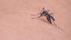 With summer and mosquitoes season upon us, our team looked at the science available to answer one question: why do mosquitos bite some more than others?
