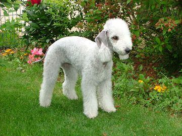 Bedlington terrier.