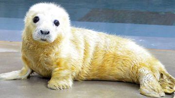 El zoo de Smithsonian de Washington mostró esta imagen de una foca recién nacida y desató una oleada de tuits bajo el hashtag #CuteAnimalTweetOff.