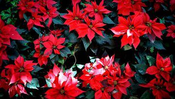 8 de diciembre: ¿cómo se llama la Flor de Nochebuena en otros países?