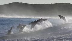 Una manada de delfines saltando en el mar del oeste de Australia. 