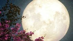 Superluna de Flores: Origen, significado y cuándo verla en México