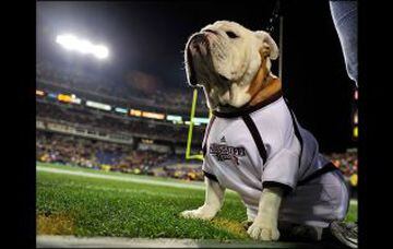 Otro bulldog es quien representa a la Universidad de Mississippi