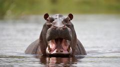 Muere atropellado un hipopótamo de Pablo Escobar