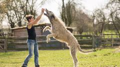 Having a large dog means thinking about house size, food consumption, exercise, and space. Here’s the lowdown on the top large breeds and their needs.