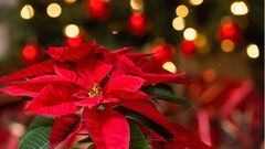¿Por qué la flor de Nochebuena se asocia con la Navidad?¿Qué otras cosas simboliza?