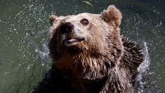 Turistas extremos de lujo se estrellan y son devorados por los osos
