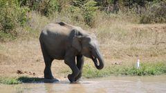 Un elefante asi&aacute;tico en el agua