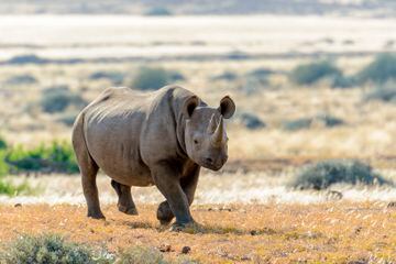 Esta subespecie del rinoceronte negro (Diceros bicornis) habitó en las zonas de sbaana del centro oriental africano, en países como Nigeria, Níger, Camerún, Chad y República Centroafricana. A principios del siglo XX dio lugar una caza masiva contra esta especie, pero en 1930 se detuvo debido a medidas proteccionistas contra la caza de este rinoceronte. En 1980 comenzó la caza furtiva contra esta especie y fue tan salvaje que en el año 2000 solo quedaban 10 ejemplares. En 2011 no se encontró ninguna ejemplar vivo de esta subespecie y se declaróo oficialmente extinta.