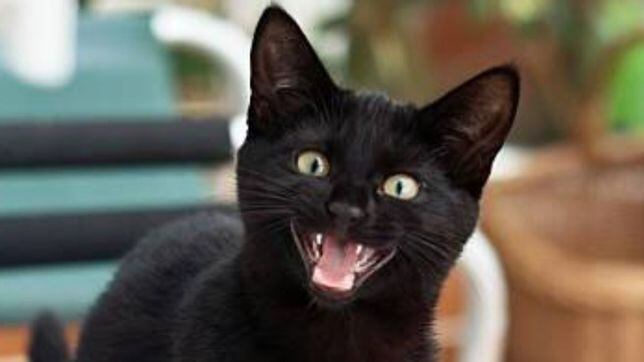 Honesto máscara recoger Día del Gato Negro: ¿Cómo y por qué nace el miedo a los gatos negros? -  Tikitakas