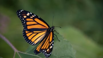 Mariposa Monarca santuario