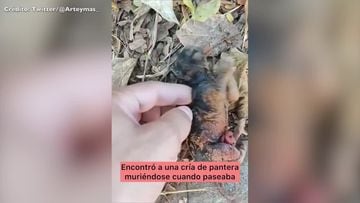 Mujer rescata un gato que se convirtió en una pantera