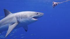 Un tibur&oacute;n blanco persigue un cebo con la boca abierta en el mar. 