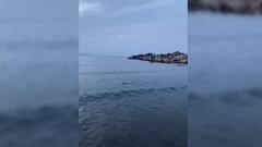 Avistan un tiburón en la costa de Alicante