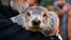 New Jersey celebrity groundhog Milltown Mel died on Sunday before he could give his Groundhog Day prediction, but this isn&rsquo;t the first time it&rsquo;s happened.