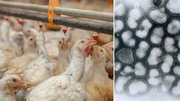 OMS anuncia brote de gripa aviar en gatos y 42 especies más: ¿cuáles animales están infectados y podría llegar a México?