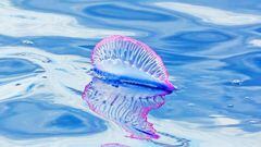 ¿Qué es la carabela portuguesa? así es la medusa venenosa que apareció en Yucatán