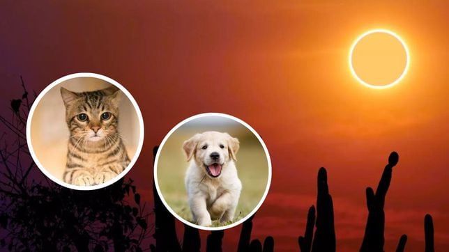 Eclipse Solar Total 2024: ¿cómo afectará al comportamiento de perros y gatos?