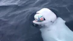 Beluga juega rugby con marinero