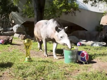 ?Cules fueron los otros animales orculo del Mundial? Tapir Manolo, Armadillo Norman, Gato Aquiles...