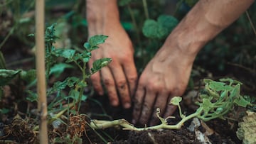 Se pone a cortar plantas, siente náuseas y solo cuando mira su pierna descubre el cuchillo que lo explica todo
