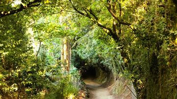 Descubre por qué el Camino del Norte es el mejor para el otoño