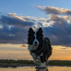 Perros y otras mascotas: ¿les puede afectar el coronavirus?