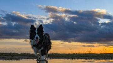 ¿Qué se sabe del coronavirus en las mascotas?