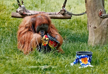 Walter el orangután, especialista en la predicción de resultados de Alemania, lo tiene claro, la selección germana vencerá en el partido de apertura contra Escocia. Operarios del zoológico de Dortmund colocaron dos cubos en su jaula, uno con una bufanda alemana y el otro con una bufanda escocesa. Walter no dudó cuál elegir.
