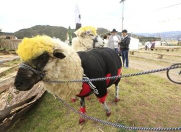 Las ovejas van al Mundial