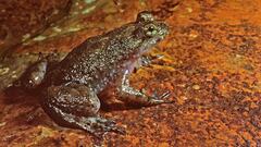 Este anfibio habitaba en la región de Queensland, Australia. Tenía una peculiaridad única en el mundo animal y es que es la única especie documentada que incubaba las crías en el estómago. Tras la reproducción la hembra se tragaba los huevos y el periodo de larva lo pasaban en el estómago de la madre y una vez terminada la metamorfosis, las crías salían por el esófago de la madre. La principal teoría de extinción es por la quitridiomicosis, una enfermedad causada por un hongo que consiste en la interrupción de las funciones vitales de la piel y a menudo es letal.