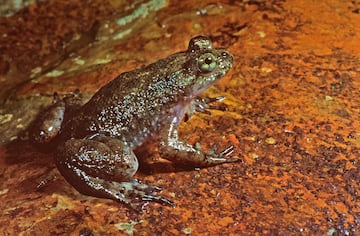 Este anfibio habitaba en la región de Queensland, Australia. Tenía una peculiaridad única en el mundo animal y es que es la única especie documentada que incubaba las crías en el estómago. Tras la reproducción la hembra se tragaba los huevos y el periodo de larva lo pasaban en el estómago de la madre y una vez terminada la metamorfosis, las crías salían por el esófago de la madre. La principal teoría de extinción es por la quitridiomicosis, una enfermedad causada por un hongo que consiste en la interrupción de las funciones vitales de la piel y a menudo es letal.