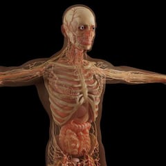 Científicos descubren una nueva parte del cuerpo humano