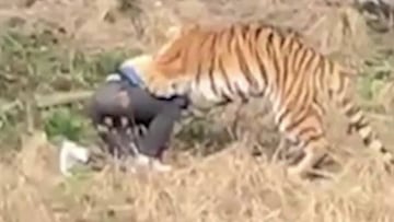 Muere atacado por un tigre tras colarse en un zoo. Imágen: YouTube