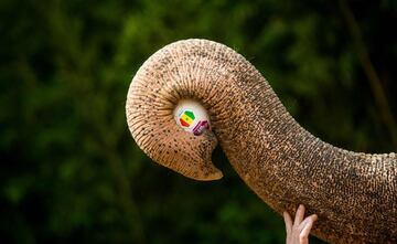 El elefante Zella predijo que Senegal va a ganar el Mundial.