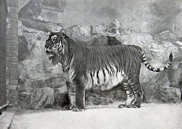 Se cree que la extinción de esta subespecie de tigre fue a principios del siglo XX, cuando fue cazado masivamente en la URSS, debido a la plitica de asentamiento en lugares que habitaban estos tigres. Sobrevivieron escasos ejemplares y no quedan rastros de este animal tras 1970.