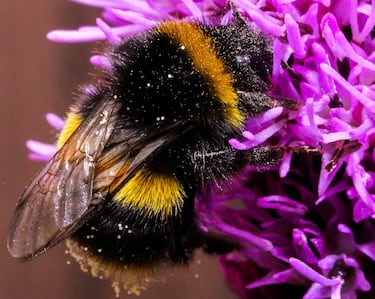 Science explains why there are fewer and fewer insects