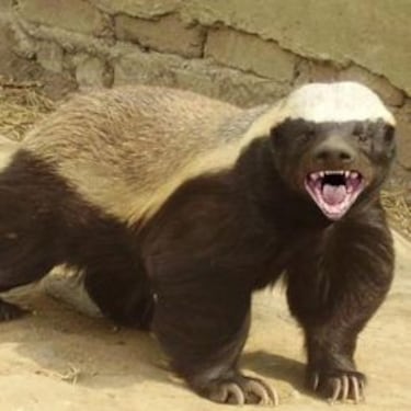 Un partido siguiendo a Tyrann Mathieu, el 'Honey Badger'