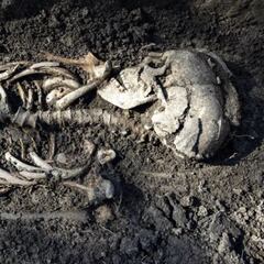 Descubren esqueletos de bebés vikingos en Suecia